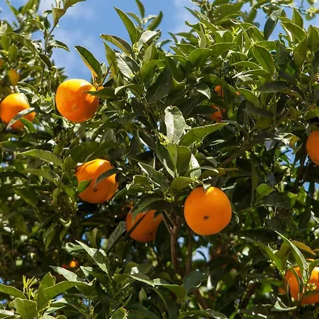 L'oranger